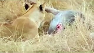 Animal Attack lions eating a wild bufflo wild NEW@croos
