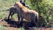 Animal Attack Hyenas hunting wild dogs Eating Top ten10