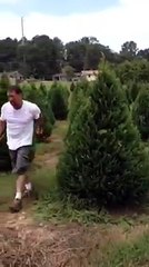 tailler des sapins en mode ninja