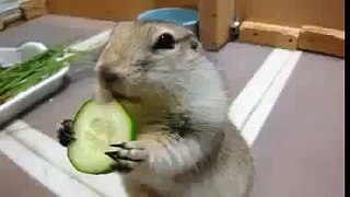 2014  animal funny  Funny  Cute animal  Squirrel eating Cucumber         2014 FUNNY  cat