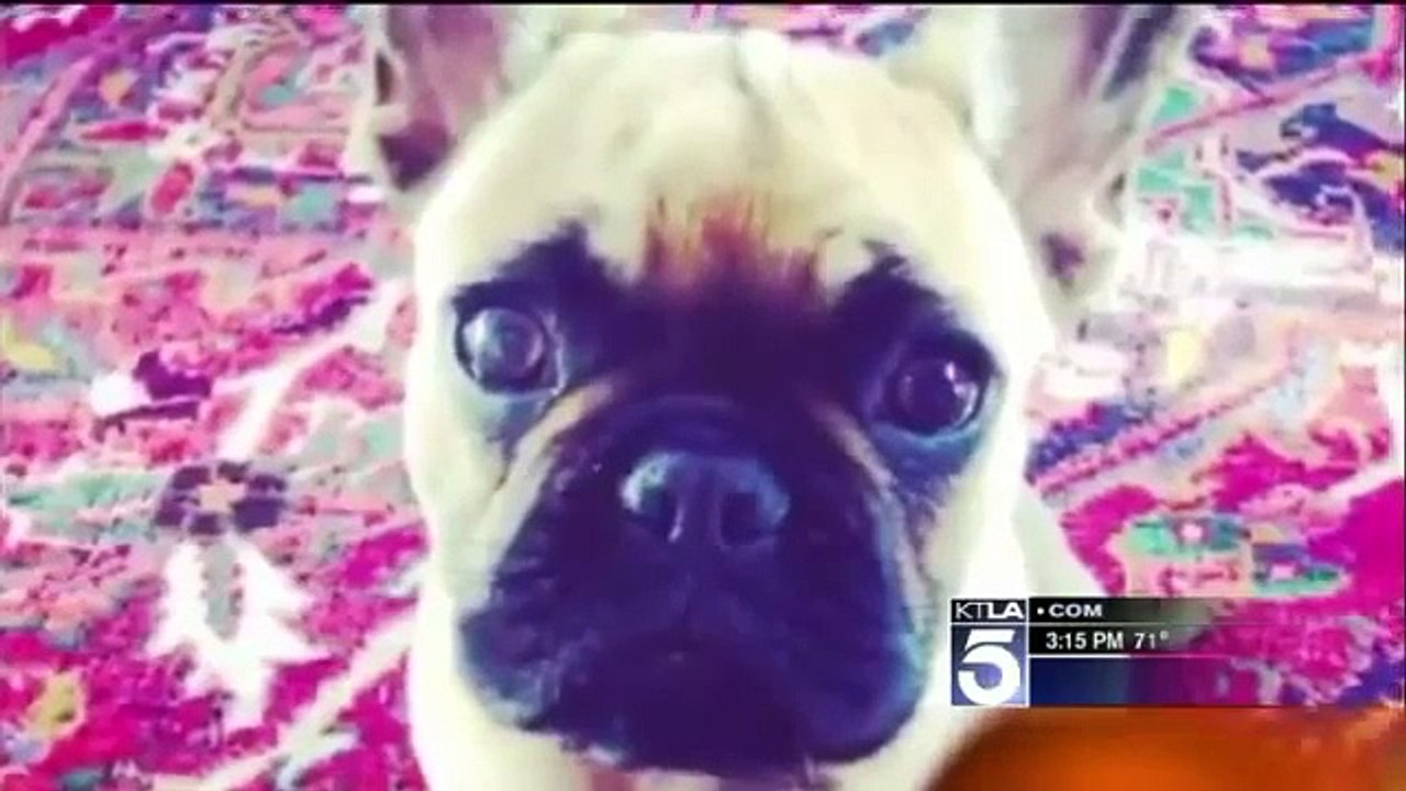 French Bulldog Puppy Dies After Attack at Hollywood Pooch Hotel; Dog Owner Calls for ‘Justice for Bo