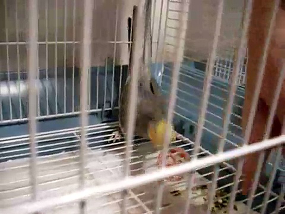 Fabian the Vicious Cockatiel
