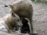 Drei freche kleine Wolfswelpen im Berliner Zoo  23.05.2010.MP4