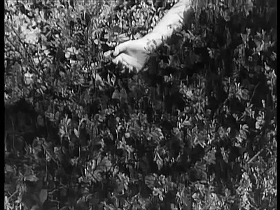 Es geschah am hellichten Tag Trailer