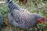Chickens eating pizza