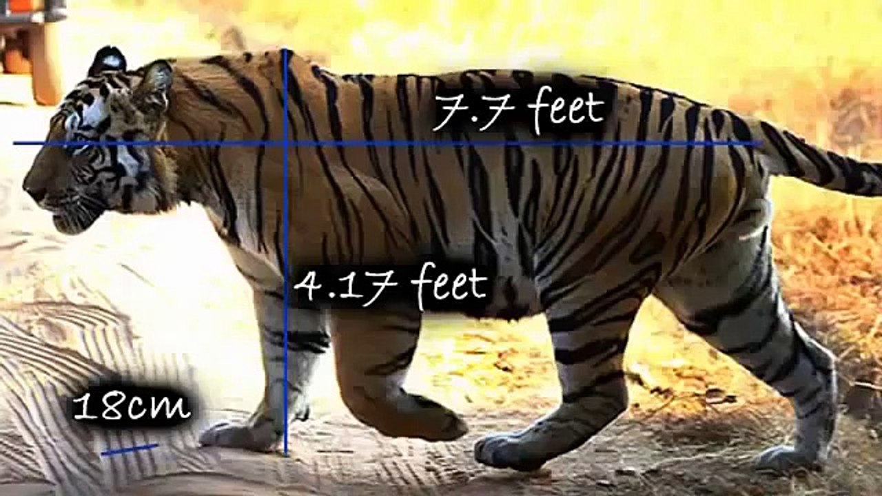 Tiger Vs Lion #1   Tiger Vs Lion   Tiger Vs Lion fight   animal fight