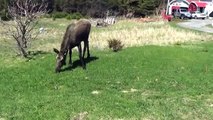 EXTREME MOOSE ACTION!!