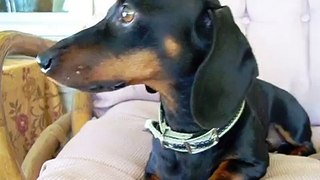 Le Caring's AKC Dachshunds  Rescue Louie 9 4 2013