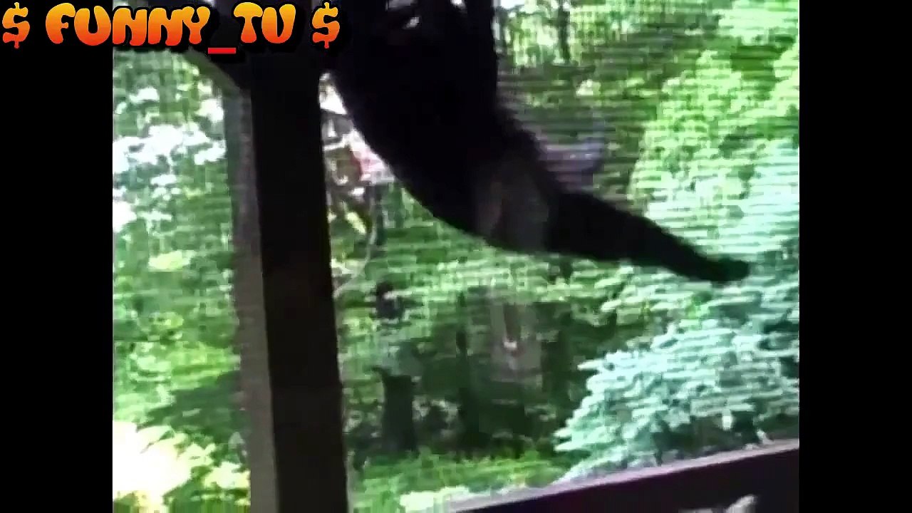 [ $ Funny_TV $ ] Animal Funny_Hài hước động vật__Part 5 ✔