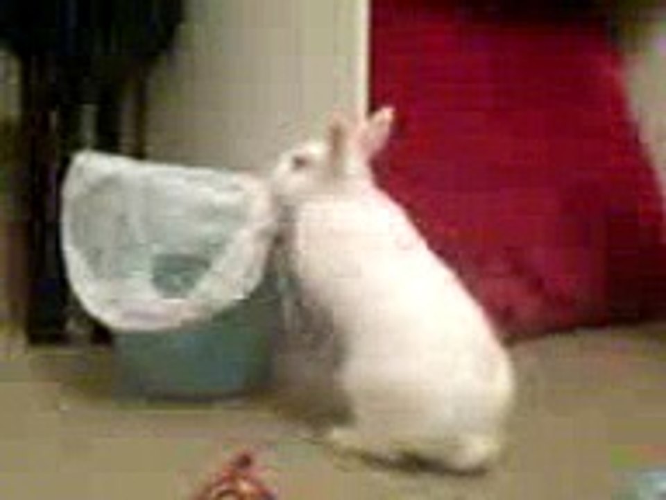 Fumbles Adventures - silly rabbit fun