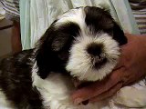 Lhasa Apso Puppies www.nclhasaapso.com - Quality Dog Breeders and Sales