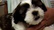 Lhasa Apso Puppies www.nclhasaapso.com - Quality Dog Breeders and Sales