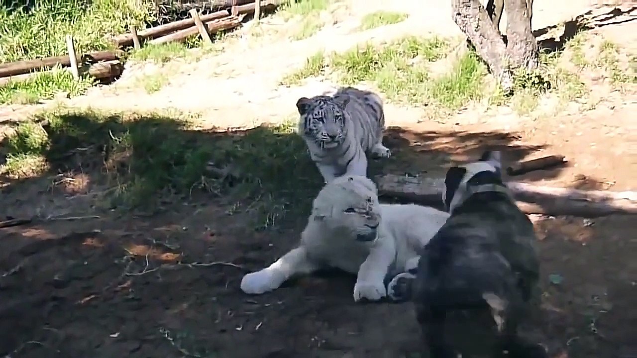 Tiger Vs Lion #6   Tiger Vs Lion   Tiger Vs Lion fight   animal fight