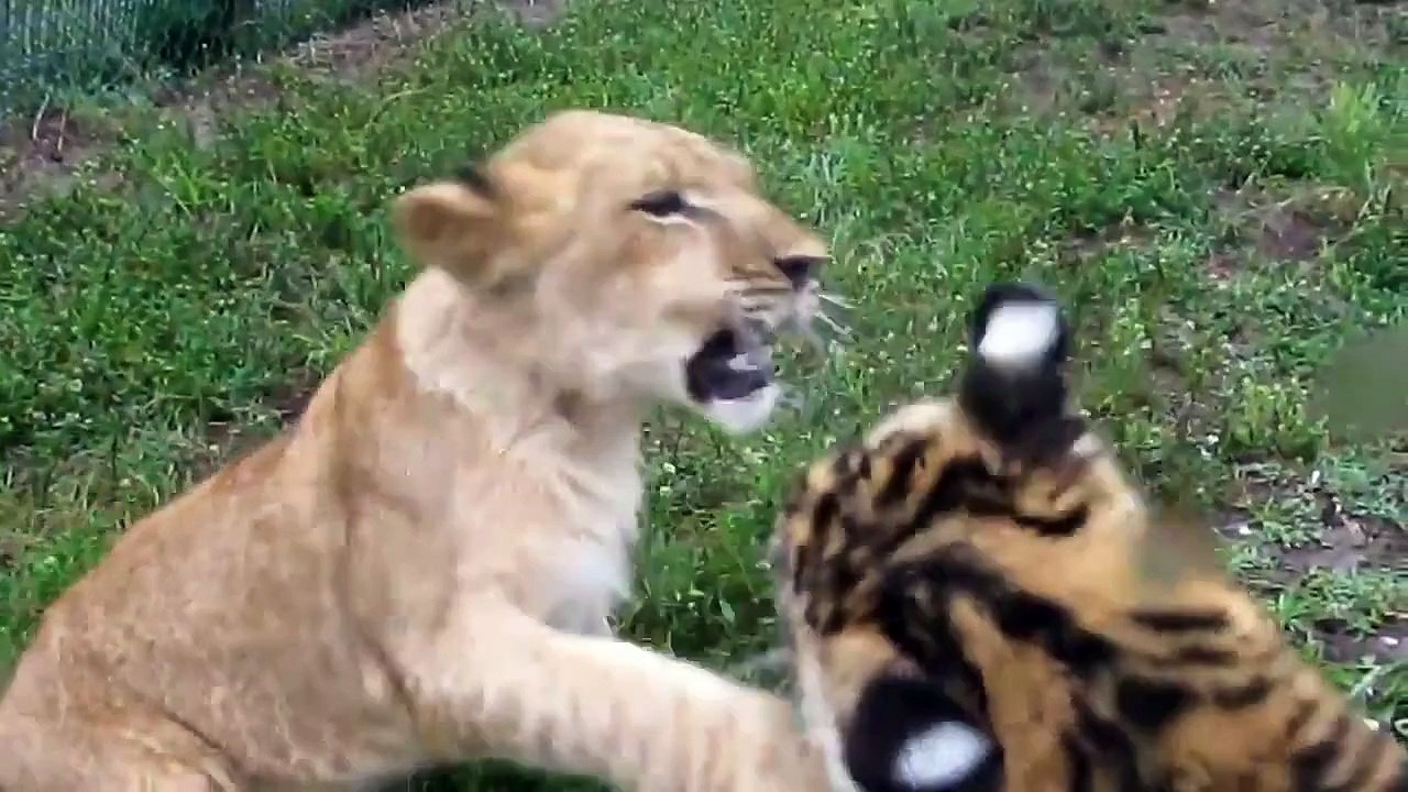 Animals Documentary National Geographic: Animals/Wildlife/Nature (Documentary) #02