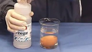 初中科學趣味實驗-常見的酸和鹼-腐蝕-醋蛋 Vinegar and egg