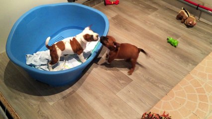 Portée de koumal & inna