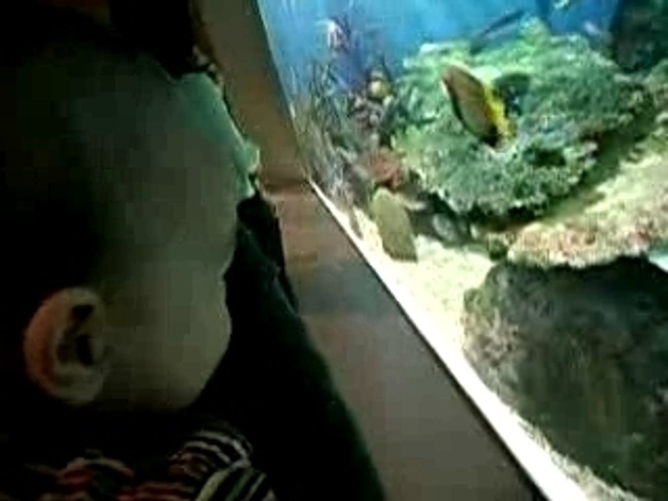 shinagawa aquarium