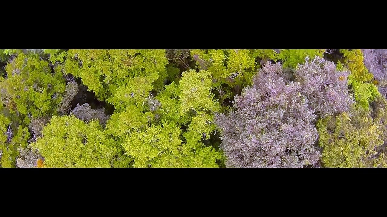 Rocio Montenegro - Dios de toda la Tierra - Música Cristiana