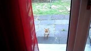 Our pet fox