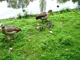 Nilgänse mit Küken - Alopochen aegyptiacus - Egyptian Gooses in Herne