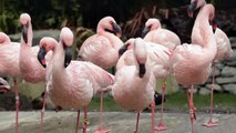 Flamingos are Here!