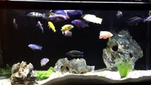 African Cichlids Malawi Aquarium 1080p HD