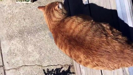 Funny 27 pound pissed fat cat, Chuck -  doesn't want to go inside