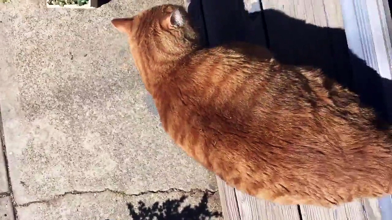 Funny 27 pound pissed fat cat, Chuck -  doesn't want to go inside