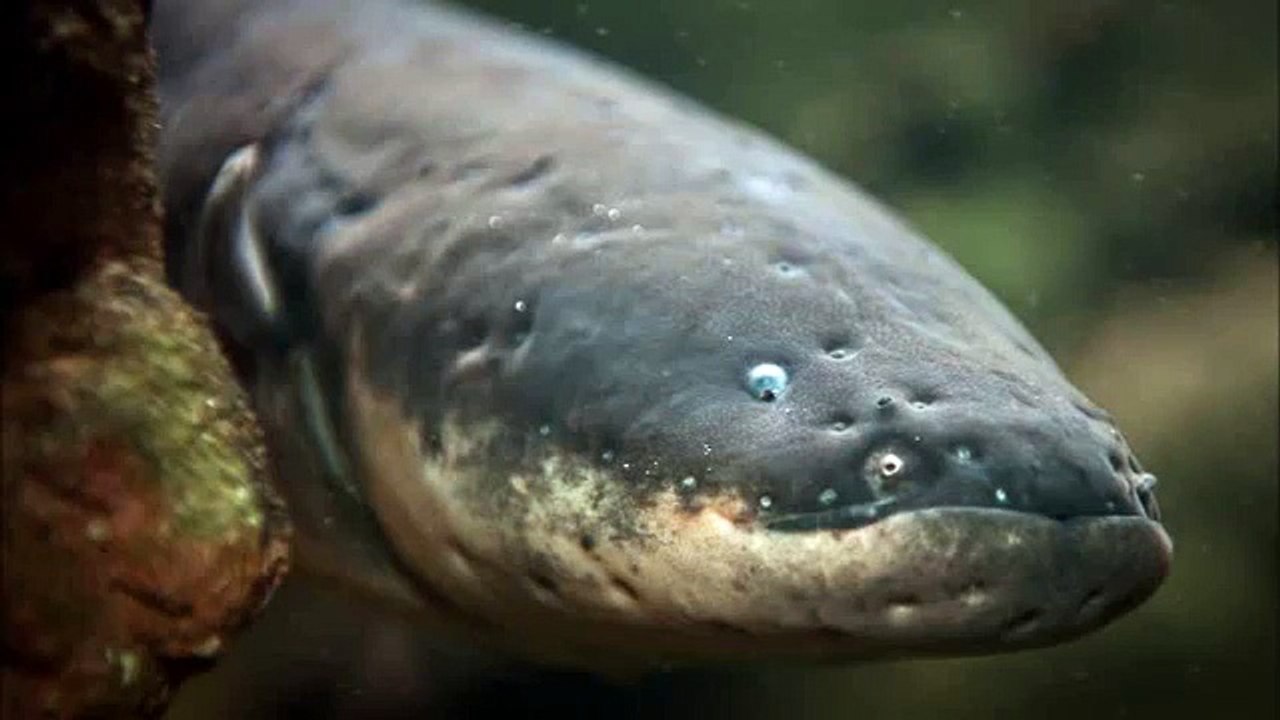 Jojje Wadenius - Elektriska ålen Elin