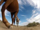 Wild Horses Painting Time Lapse 