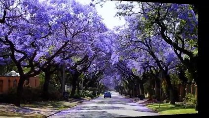 TOP 10 MOST AMAZING TREE TUNNELS IN THE WORLD