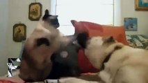Hunde Vs Katzen Wer Ist Schlauer Video Dailymotion