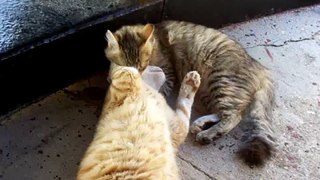2 cats fighting