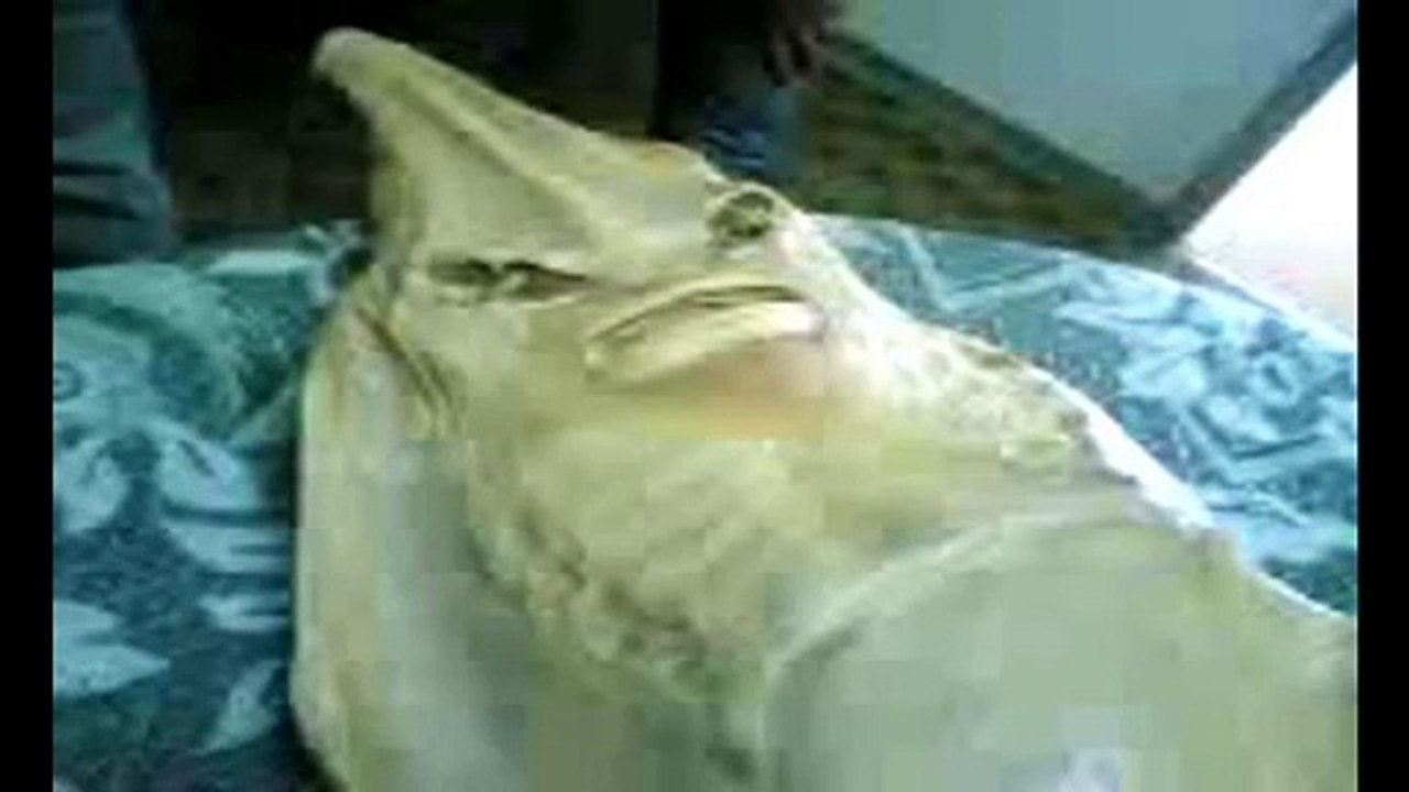 Mermaids: The Body Found