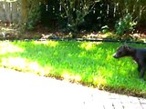 Cirneco dell Etna and Pit Bull Terrier Playing