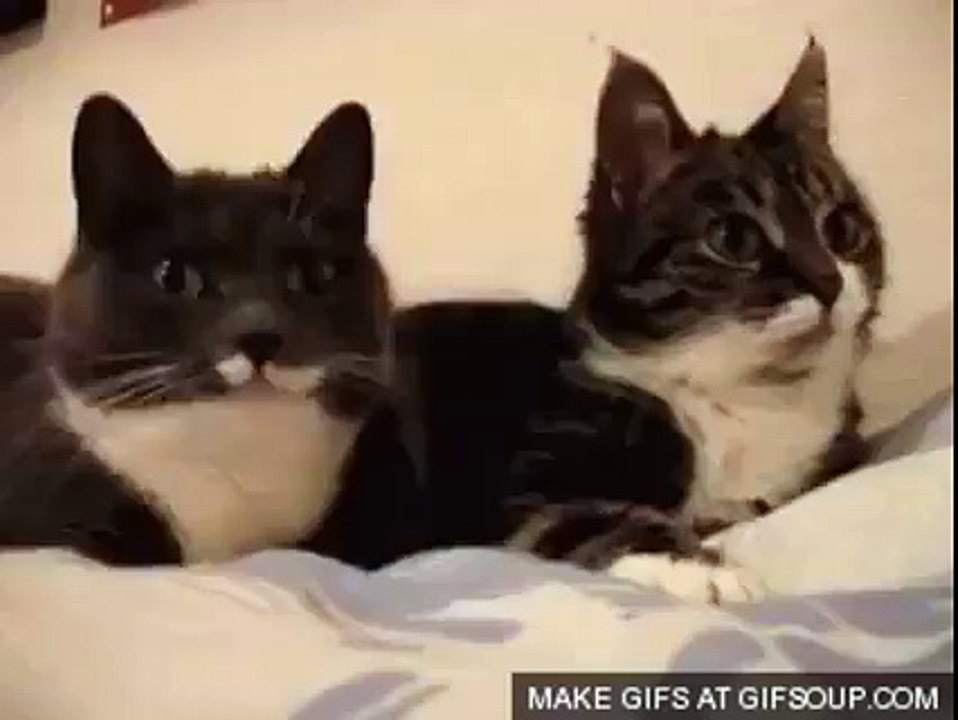 DJ Cat Dance