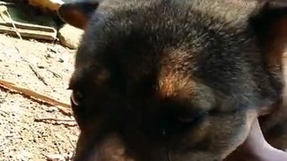 my pet dog funny Video Animals compilation