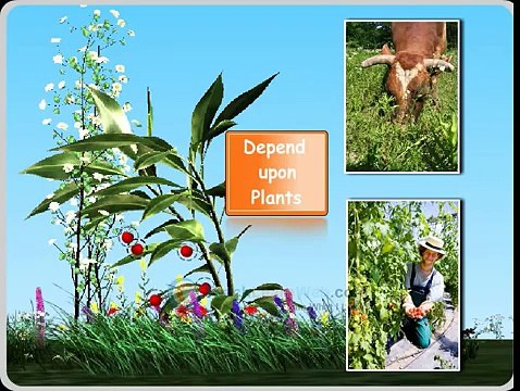CBSE- Science - Class 7- NUTRITION IN PLANTS – PHOTOSYNTHESIS