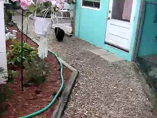 Beautiful Black Chow Puppy Girl