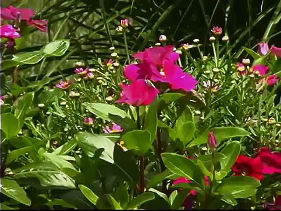 Storing Caladiums Over Winter