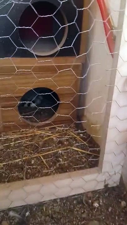 Gurk olan bıldırcın ( kuluçka )