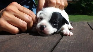 Cuccioli Jack Russell Terrier