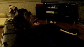 Orson VS. Chimp Head