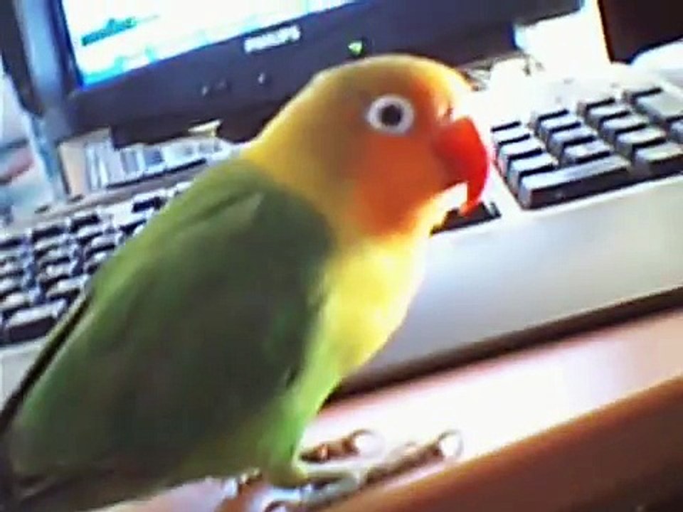 cennet papağanı cevizcik