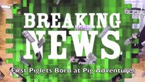 New Piglets Welcomed To The Pig Adventure at Fair Oaks Farms