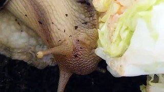 Happy Snails