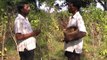 Controling fruit fly insect pest in bitter gourd cultivation Odia VARRAT Odisha
