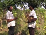 Controling fruit fly insect pest in bitter gourd cultivation Odia VARRAT Odisha