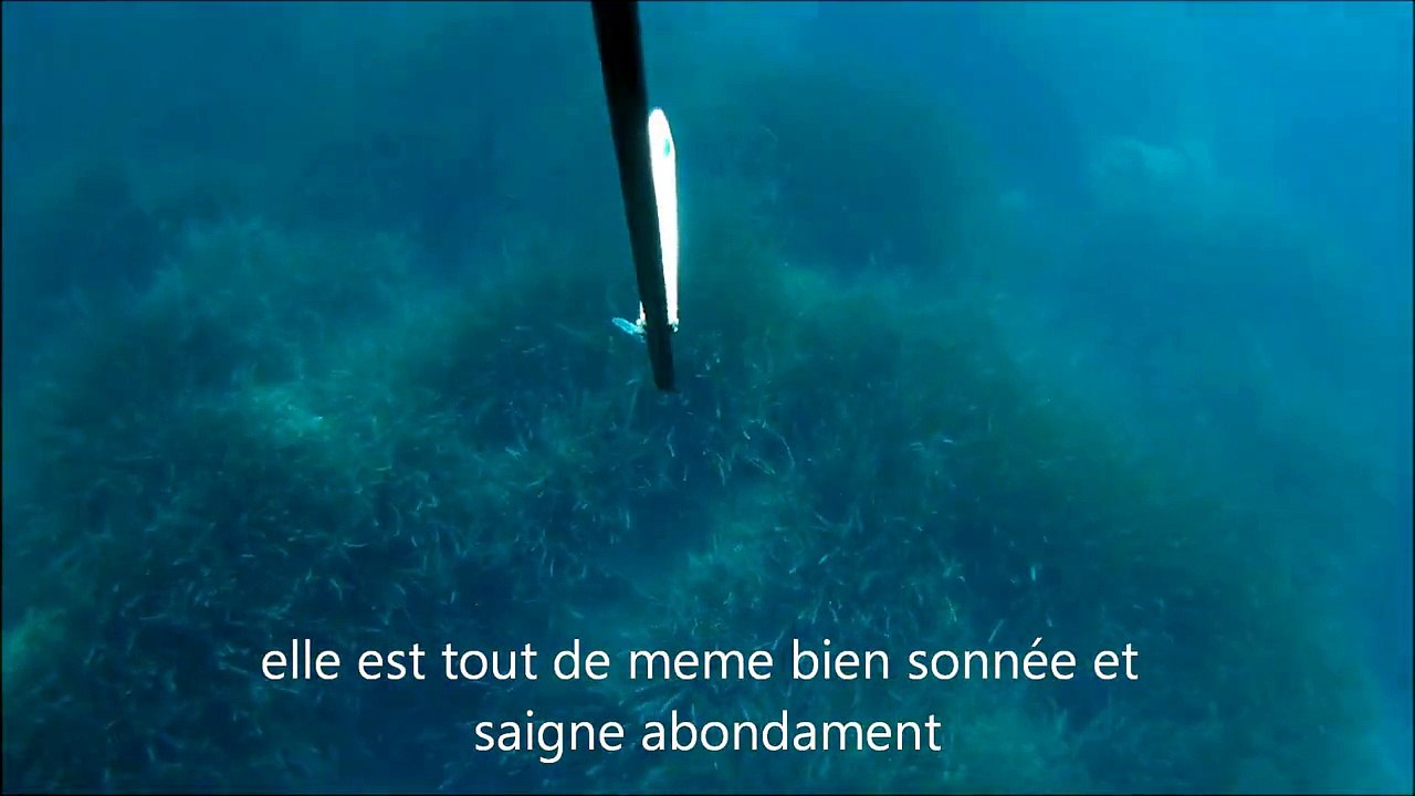 chasse sous marine OMBRINE 9kg 14 06 13