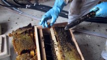 Sauvetage de l'essaim d'abeilles attaqué par les frelons